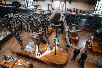 На встречу с динозаврами! Или поход в Палеонтологический музей им. Ю.А.  Орлова | Путешествия,находки, размышления | Дзен