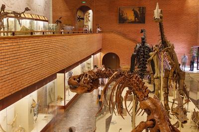 Чудеснейший музей динозавров | Пикабу