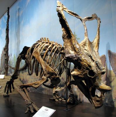 Здесь живут динозавры: как устроен палеопарк в Дарвиновском музее – Москва  24, 26.08.2015