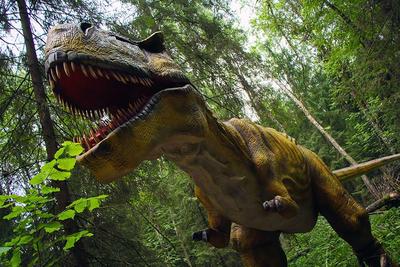 Ночь в музее, или где в Москве можно увидеть динозавров? | Колесим по миру  | Дзен