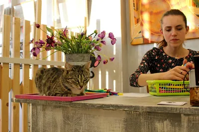 Минчанин собрал более 7 000 экспонатов котов. Его коллекция стала одной из  самых крупных в мире - Минск-новости