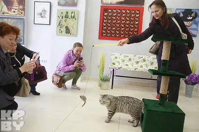Музей Кота в Минске - погладить кошку и посмотреть на картины • Family.by