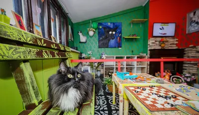 Cat Museum on X: \"Доброе утро! Чудечного дня! Музей Кота, Беларусь, Минск,  ул. Интернациональная, 23. Good morning! Have a good day! 😺💖 The Cat  Museum, 23 Internatsionalnaya street, Minsk, Belarus. #catmuseum #catcafe #