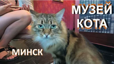 Музей кота в Минске - Ваш Отдых