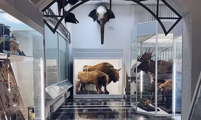 Зоологический музей БГУ | Ночь музеев в Беларуси