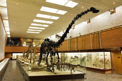 Палеонтологический музей им. Ю.А. Орлова, Москва - «Палеонтологический музей,  2023 год. Расскажу, как добраться, что тут самое интересное, и что важно  знать перед посещением. Вообще музей просто супер. Впечатления в отзыве. »  | отзывы