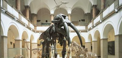 Палеонтологический музей им. Ю.А. Орлова, Москва - « Это ВОСТОРГ у всей  семьи, дети рады, я под впечатлением. Стоять рядом с ОГРОМНЫМИ динозаврами  и прочувствовать их мощь - БЕСЦЕННО» | отзывы