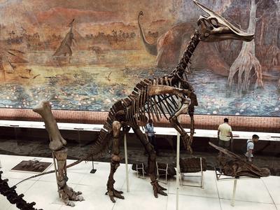 Экскурсия в палеонтологический музей им. Ю. А. Орлова (Москва). |  14.11.2017 | Сочи - БезФормата