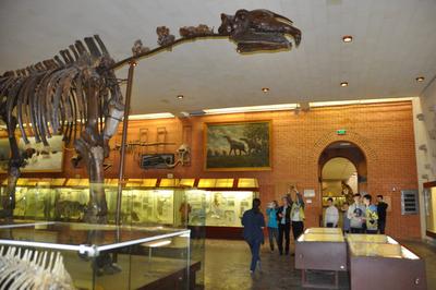 Палеонтологический музей: где находится, описание, история