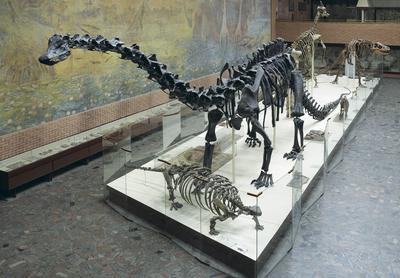 Музей палеонтологии в Москве | Пикабу