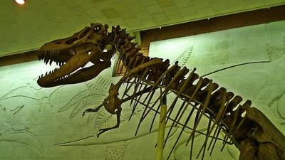 UrixBlog.com » Paleontological Museum (russian)