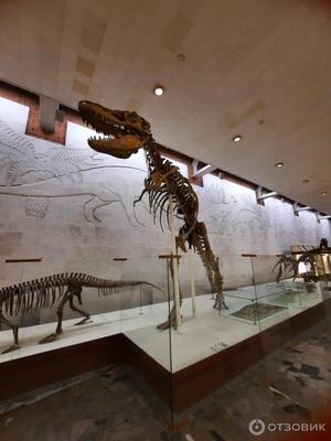 Палеонтологический музей в Москве Редакционное Стоковое Фото - изображение  насчитывающей развитие, высекано: 182870923