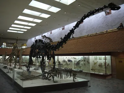 Большой зал музея палеонтологии в Москве Редакционное Стоковое Изображение  - изображение насчитывающей ископаемый, история: 64984774