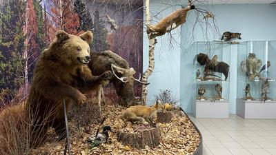 Музей природы в Новосибирске: экспозиции, адрес, график работы