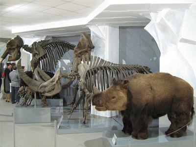 Музей природы, Владимир - «Познавательно. Для любителей природы и детей» |  отзывы