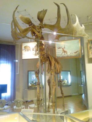 Отзыв о Музей природы (Россия, Екатеринбург) | Хорошая экспозиция, плохие  сотрудники