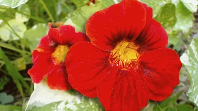 Семена цветов Настурция 1+1 \"Аляска\", смесь 3,0 г (id 107890149), купить в  Казахстане, цена на Satu.kz