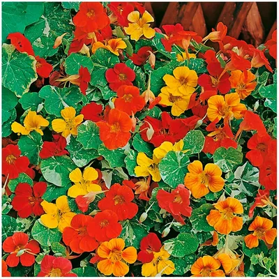 Семена цветов Настурция 1+1 \"Аляска\", смесь 3,0 г (4804787) - Купить по  цене от 18.60 руб. | Интернет магазин SIMA-LAND.RU
