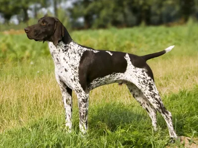 Лангхаар (German Longhaired Pointer) - это семейная, умная и добрая порода  собак. Фото, описание и отзывы.