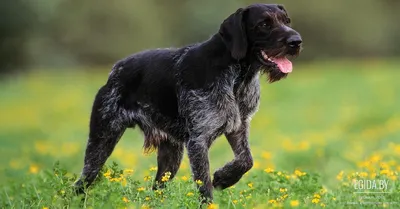 немецкая легавая собака Stock Photo | Adobe Stock