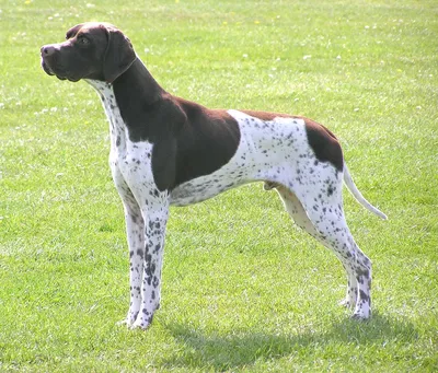 Курцхаар (Немецкая короткошерстная легавая): характер и описание породы |  Royal Canin