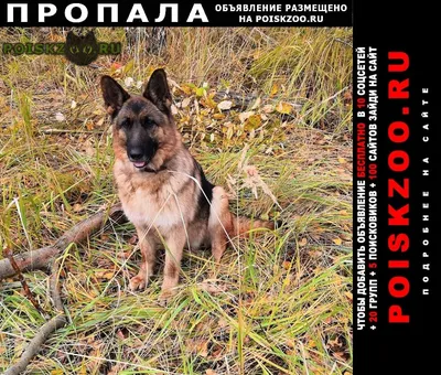 Восточноевропейская овчарка собака: фото, характер, описание породы