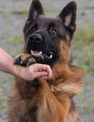 МВД Карелии предложило жителям взять под опеку служебных собак-ветеранов -  \"Республика\"