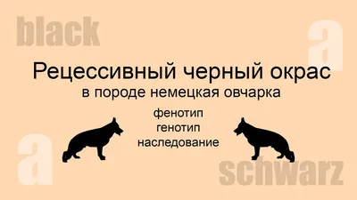 с. Беловодское В районе ул. Октябрьской пропала немецкая овчарка, кобель.  Возраст 10 месяцев. Окрас чепрачный. Помогите найти!… | Instagram