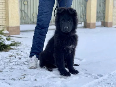 Щенки немецкой овчарки старше 3 месяцев | Facebook