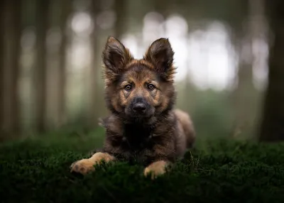 Фотографии Овчарка Немецкая овчарка собака животное 2560x1678