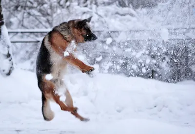Обои немецкая овчарка, собака, снег, прыжок, игра картинки на рабочий стол,  фото скачать бесплатно