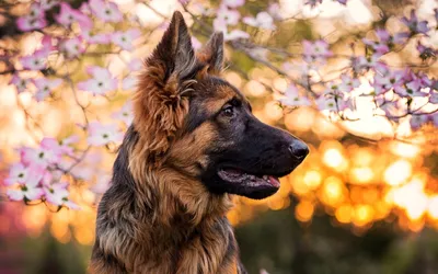Новогодние обои 2018 с собакой: скачать широкоформатные картинки | Год  Жёлтой Земляной Собаки