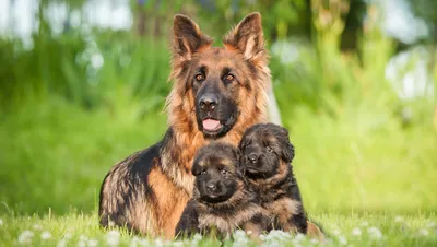 Немецкая овчарка | German sheperd dogs, Shepherd dog breeds, German shepherd