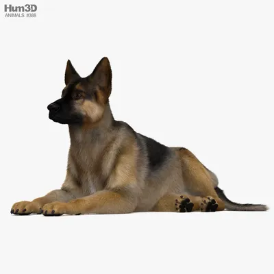 Немецкая овчарка | German shepherd, Dogs, Shepherd