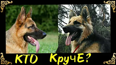 https://pet-yes.com/for-sale/dog/sobaki-nemetskaya-ovcharka-korotkosherstnaya-8-mesyatsev-47783