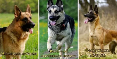 Окрасы немецкой овчарки: фото щенков и собак с описанием - PetsTime.ru