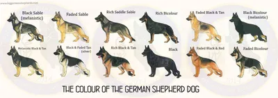 Немецкие овчарки зонарного окраса: виды и нюансы содержания