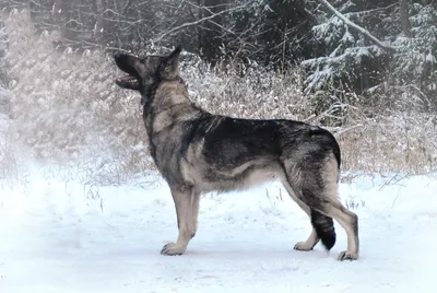 Немецкий дог: описание 🐕 породы, окрасы, характер, уход, питание