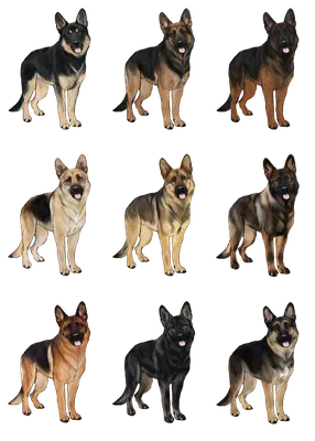 немецкая овчарка собака в разных позах и цвета шерсти Иллюстрация вектора -  иллюстрации насчитывающей собака, характер: 225989513