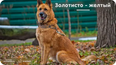 Чепрачный окрас собак (65 фото) - картинки sobakovod.club