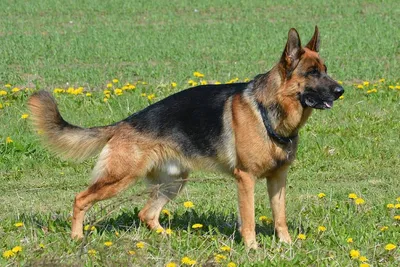 Немецкие овчарки: каким должно быть питание взрослой собаки