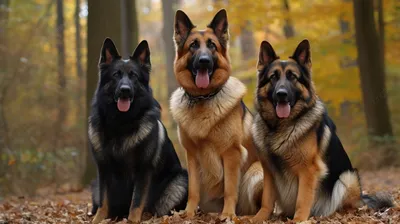 Немецкая овчарка - описание породы собак: характер, особенности поведения,  размер, отзывы и фото - Питомцы Mail.ru