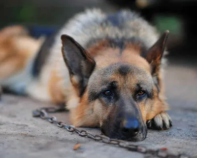 Собака породы немецкая овчарка на …» — создано в Шедевруме