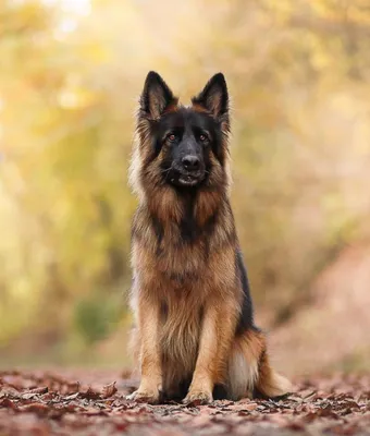 Немецкие породы собак: ТОП-30 с фотографиями и названиями