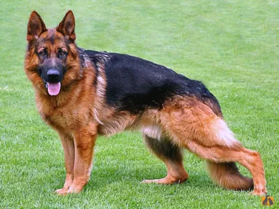 Немецкая овчарка: описание породы, характер, содержание собаки