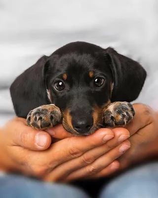 Dog World Світ Собак - 31 октября - День рождения породы - Такса!  Поздравляем собак и их хозяев! Интересные факты: 1. Такса – умелый охотник  на барсуков. Немецкое название породы «dachshund» состоит