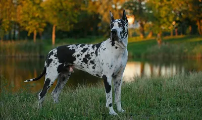 Немецкий дог | Great dane dogs, Dane dog, Dane puppies