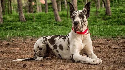 немецкий дог | Dog breeds, Dane dog, Great dane dogs