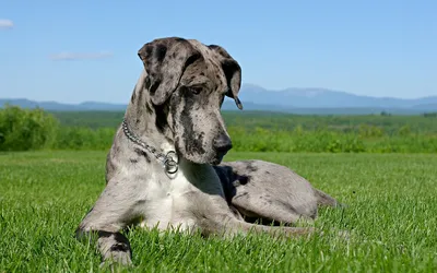 Сабакі пароды Нямецкі дог (дацкі дог) - ICA.DOG