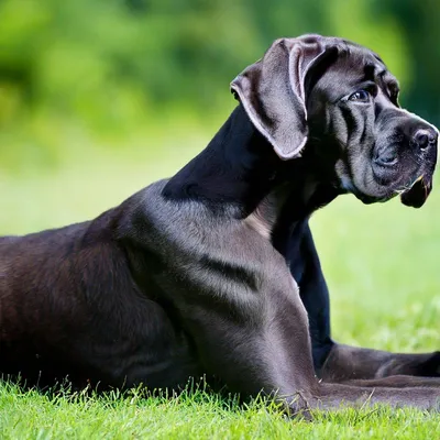 Немецкие доги: особенности породы и ухода за собаками
